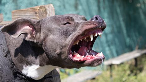 Una mujer fue mordida por dos pitbulls en Los Hornos y terminó internada