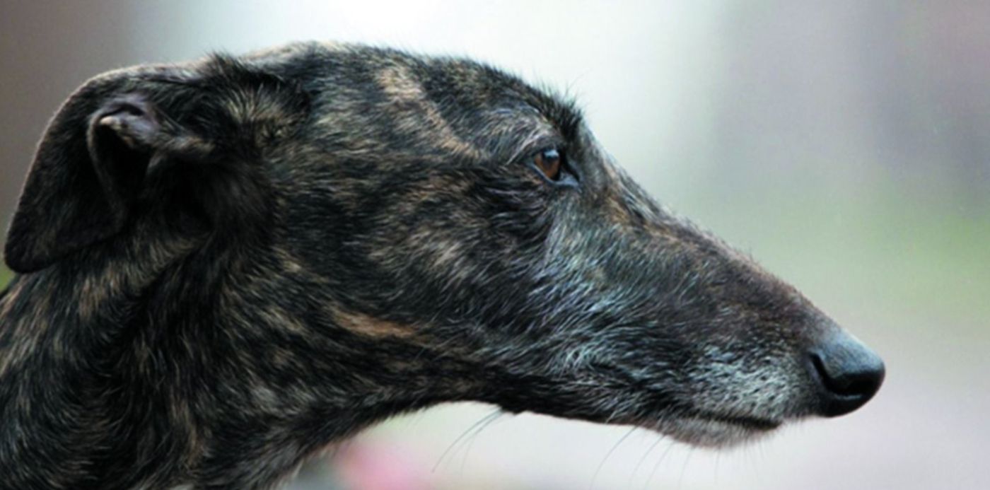 1544529795600.jpg?x=13&y=116&width=1160&height=580&rotate=0&scaleX=1&scaleY=1&ow=1181&oh=788&&cw=1920&ch=950