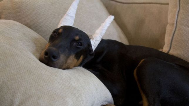 rabo, orejas y garras: buscan prohibir en la plata las mutilaciones que cambien el aspecto de las mascotas