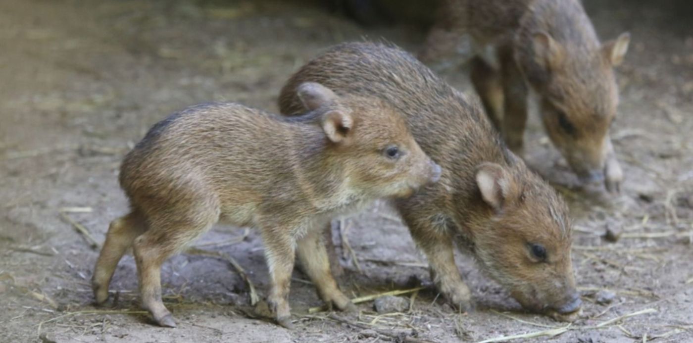 1643471037956.jpeg?x= 2&y=254&width=1284&height=642&rotate=0&scaleX=1&scaleY=1&ow=1280&oh=906&&cw=1920&ch=950