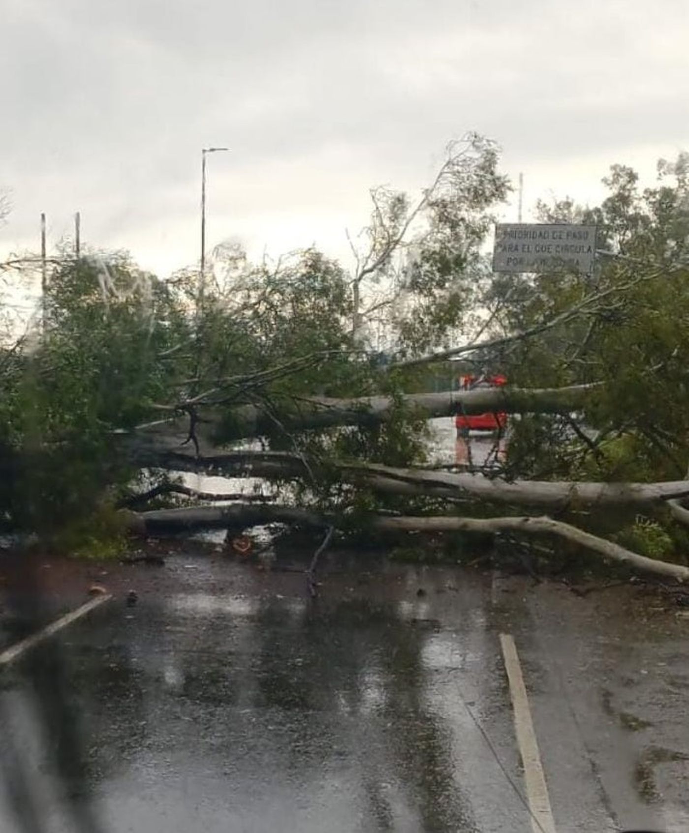 La tormenta generó complicaciones en Camino Centenario, donde dos árboles caídos interrumpieron la circulación