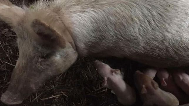 entraron a una granja de la unlp y descuartizaron a una chancha que estaba prenada