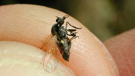 Cómo prevenir los ataques del barigüí, la mosca negra que ya invadió el AMBA y la región Cómo prevenir los ataques del barigüí, la mosca negra que ya invadió el AMBA y la región