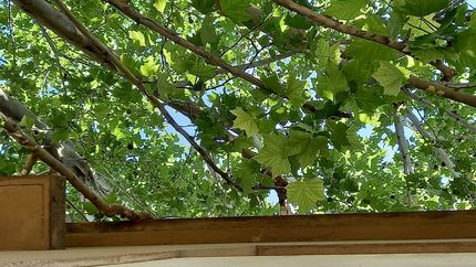 Una vecina de La Plata reclama por la poda de un árbol que no para de crecer y ya se metió en su casa