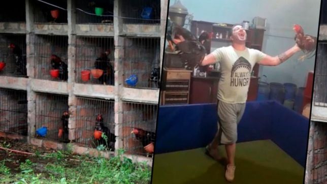 video: le quitaron 50 gallos de rina, consiguio nuevos y se filmo bailando con ellos