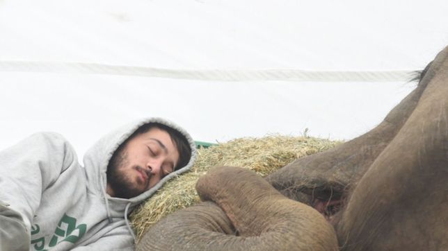 el emotivo recuerdo de pedro, el cuidador de pelusa que la acompano hasta el final