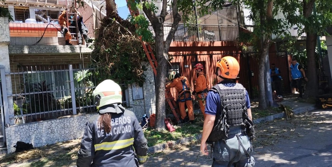 poda de árbol saavedra.jpg