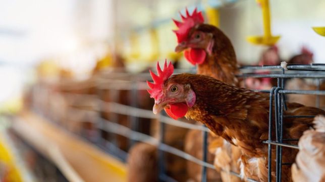 ¿cuales son las cinco especies de ave en las que se encontro la gripe aviar en argentina?