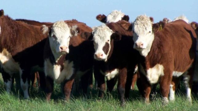 la unlp ayudo a resolver mas de 400 casos de robo de ganado en toda la provincia