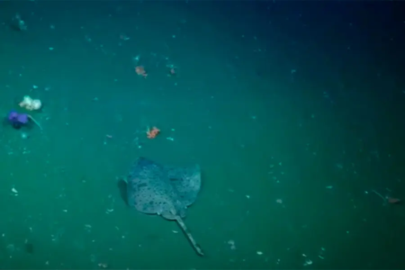 La raya pintada, una de las doce especies locales, destaca por su belleza y vulnerabilidad frente a la pesca