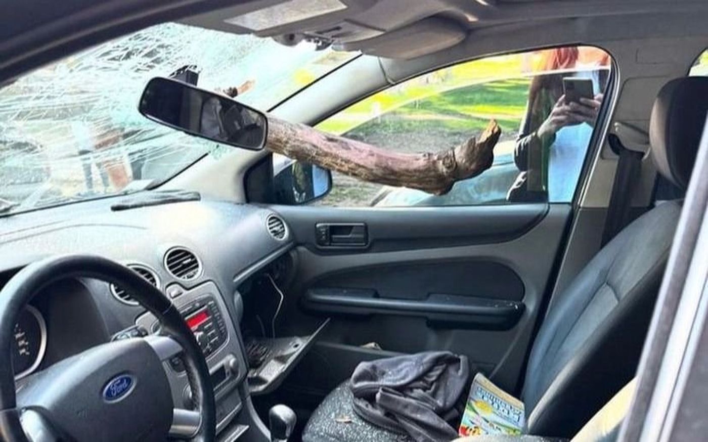 La punta de la rama atravesó el parabrisas. El conductor y sus hijos, que paseaban por el Bosque, resultaron ilesos.