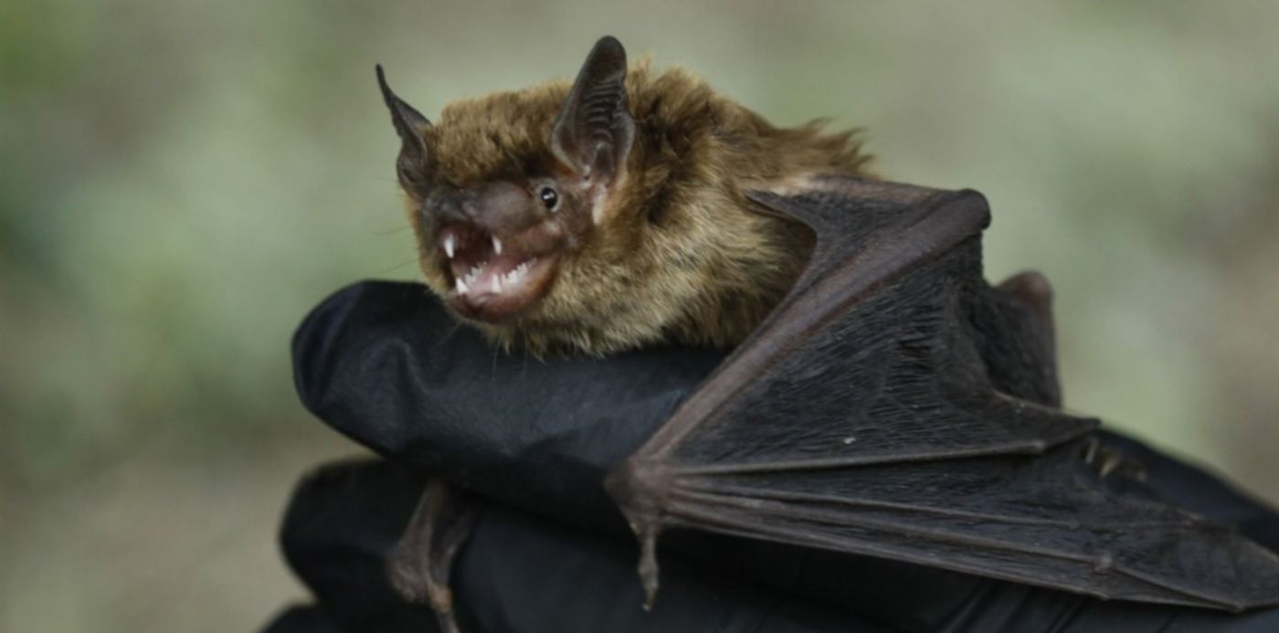 1634853319170.jpg?x=7&y=110&width=1486&height=743&rotate=0&scaleX=1&scaleY=1&ow=1500&oh=999&&cw=1920&ch=950