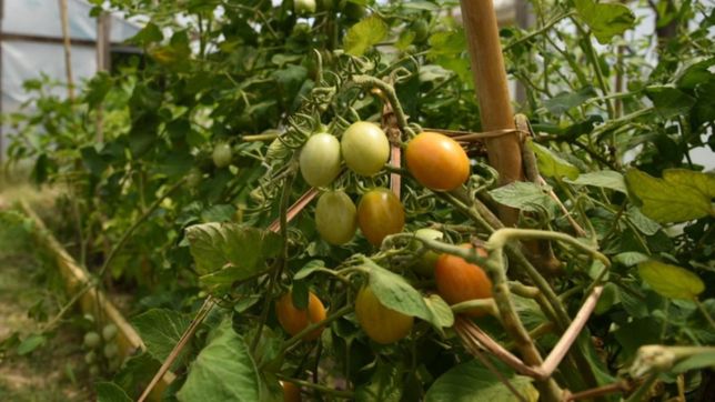 talleres, produccion de plantas y visitas: las propuestas ambientales del parque ecologico