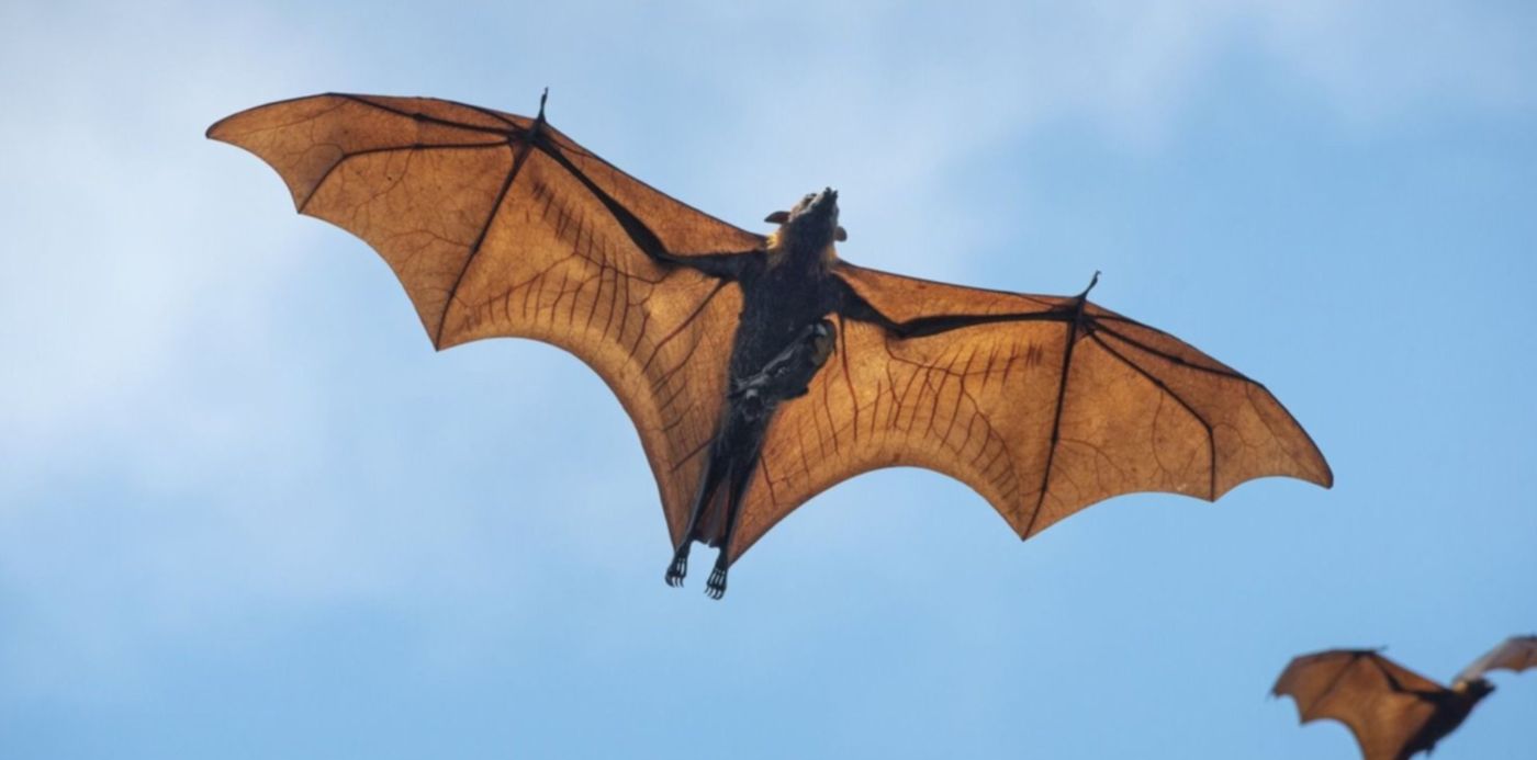 1645401434683.jpg?x=7&y=90&width=1486&height=744&rotate=0&scaleX=1&scaleY=1&ow=1500&oh=1001&&cw=1920&ch=950