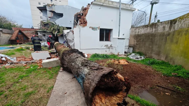 una palmera cayo sobre una casa en la loma por las intensas rafagas de viento