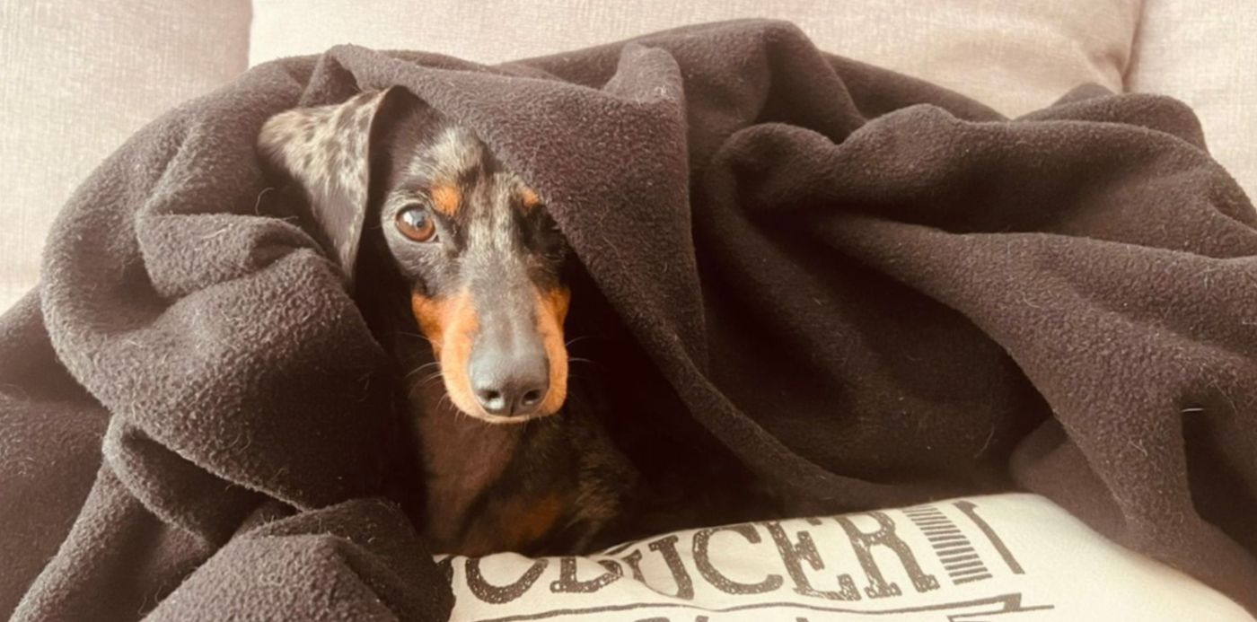 mascotas - abrigo - invierno