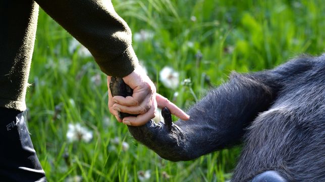 el conmovedor mensaje de una extrabajadora del ex zoologico de la plata tras la muerte de tomy