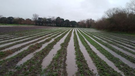 Daños por el temporal en el cinturón frutihortícola