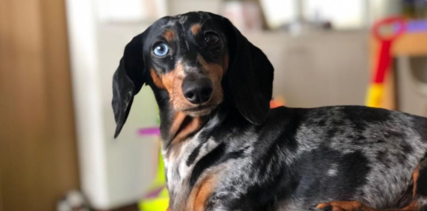 Salchicha perdida Sol