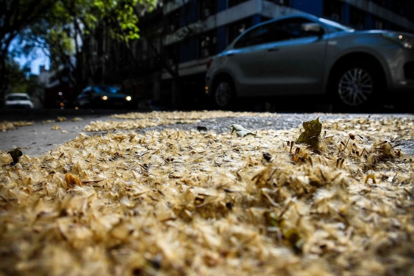 Buscan eliminar los plátanos del arbolado platense por sus efectos alérgicos y los daños que provocan en el entorno urbano