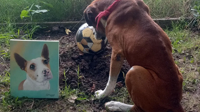 la enternecedora foto de morgan, el hermano de corchito, el perro viral que murio en la plata