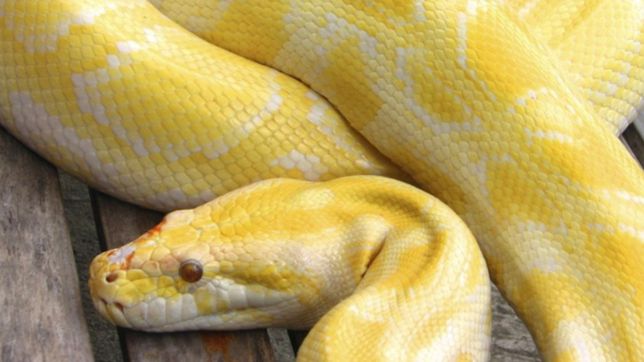 un hombre fue mordido por la serpiente piton de su vecino mientras estaba en el inodoro