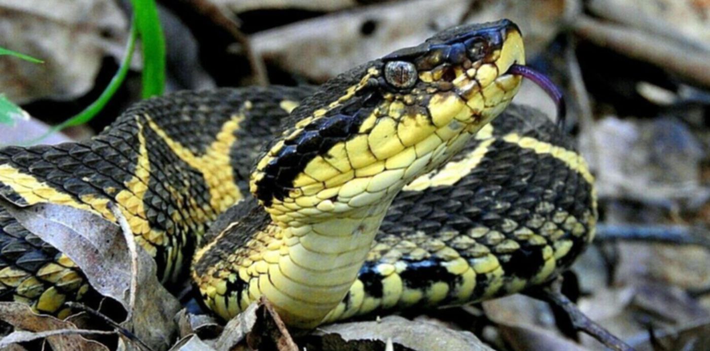 1629937918978.jpg?x=10&y=154&width=1009&height=504&rotate=0&scaleX=1&scaleY=1&ow=1024&oh=768&&cw=1920&ch=950