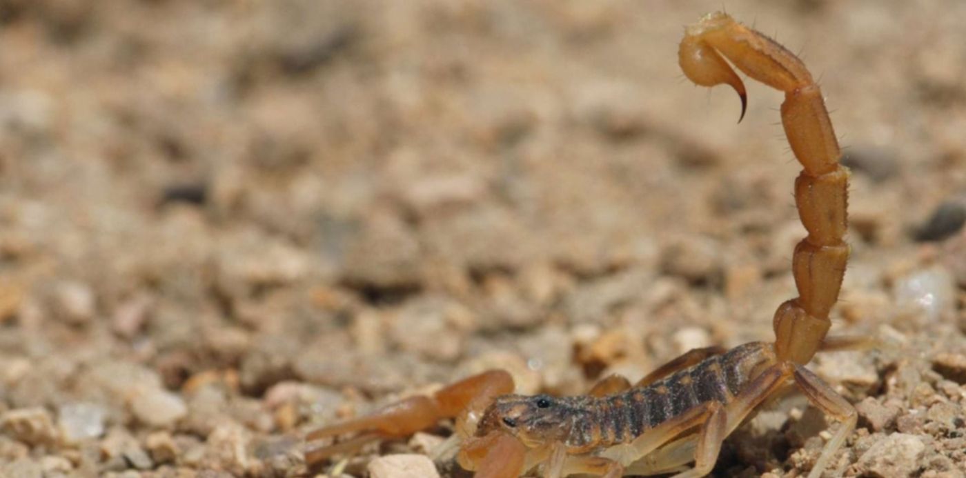 1556061212969.jpg?rotate=0&scaleX=1&scaleY=1&ow=1500&x=20&width=1433&height=717&y=47&oh=1000&&cw=1920&ch=950