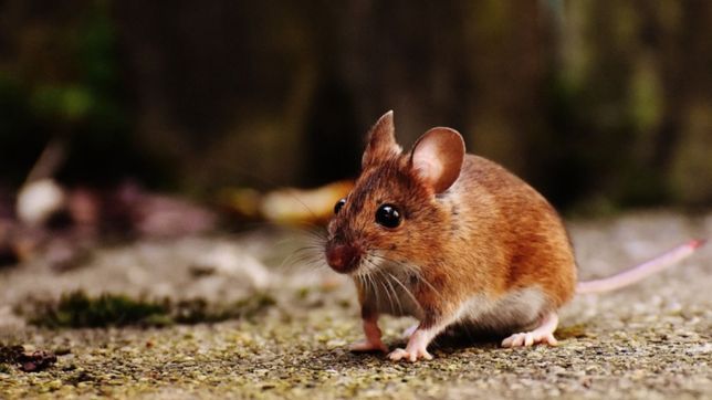 sintomas, estudios y analisis: ¿como se detecta un caso de hantavirus?