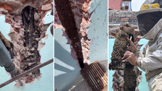la historia detras del apicultor de la plata que removio una colmena de dos metros escondida en un hotel