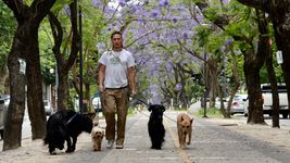 La invasión de mosquitos también afecta a los perros y gatos La invasión de mosquitos también afecta a los perros y gatos