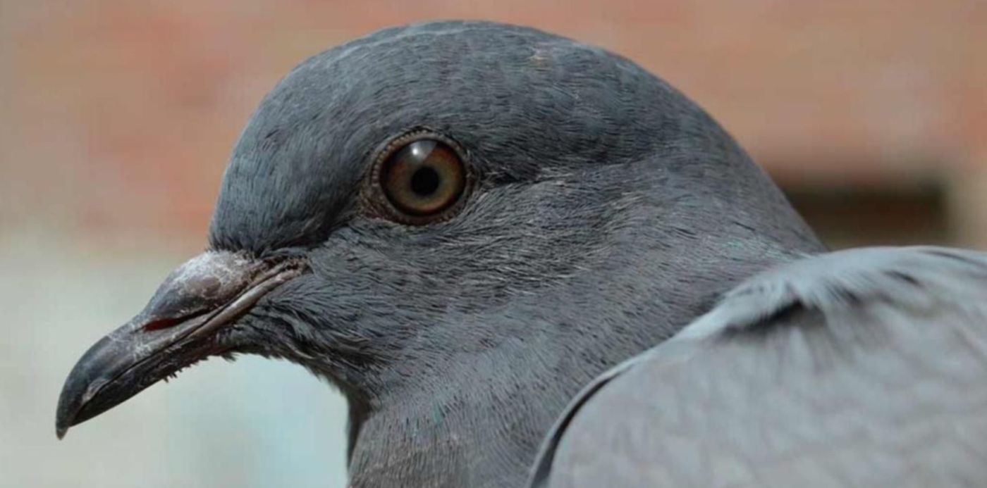 1574853889430.jpg?width=1353&rotate=0&scaleX=1&scaleY=1&ow=1366&y=7&height=677&oh=765&x=7&&cw=1920&ch=950