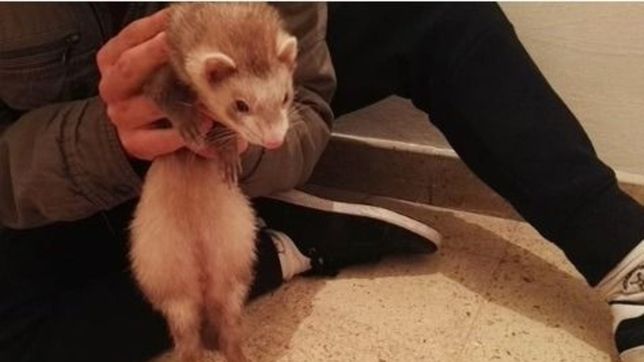 encontraron un huron suelto en el mondongo  y ahora buscan a sus duenos en las redes sociales