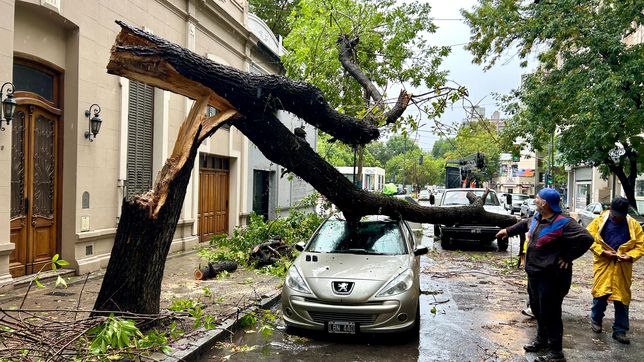 arboles caidos, semaforos apagados y zonas sin luz: asi impacto el temporal en la plata