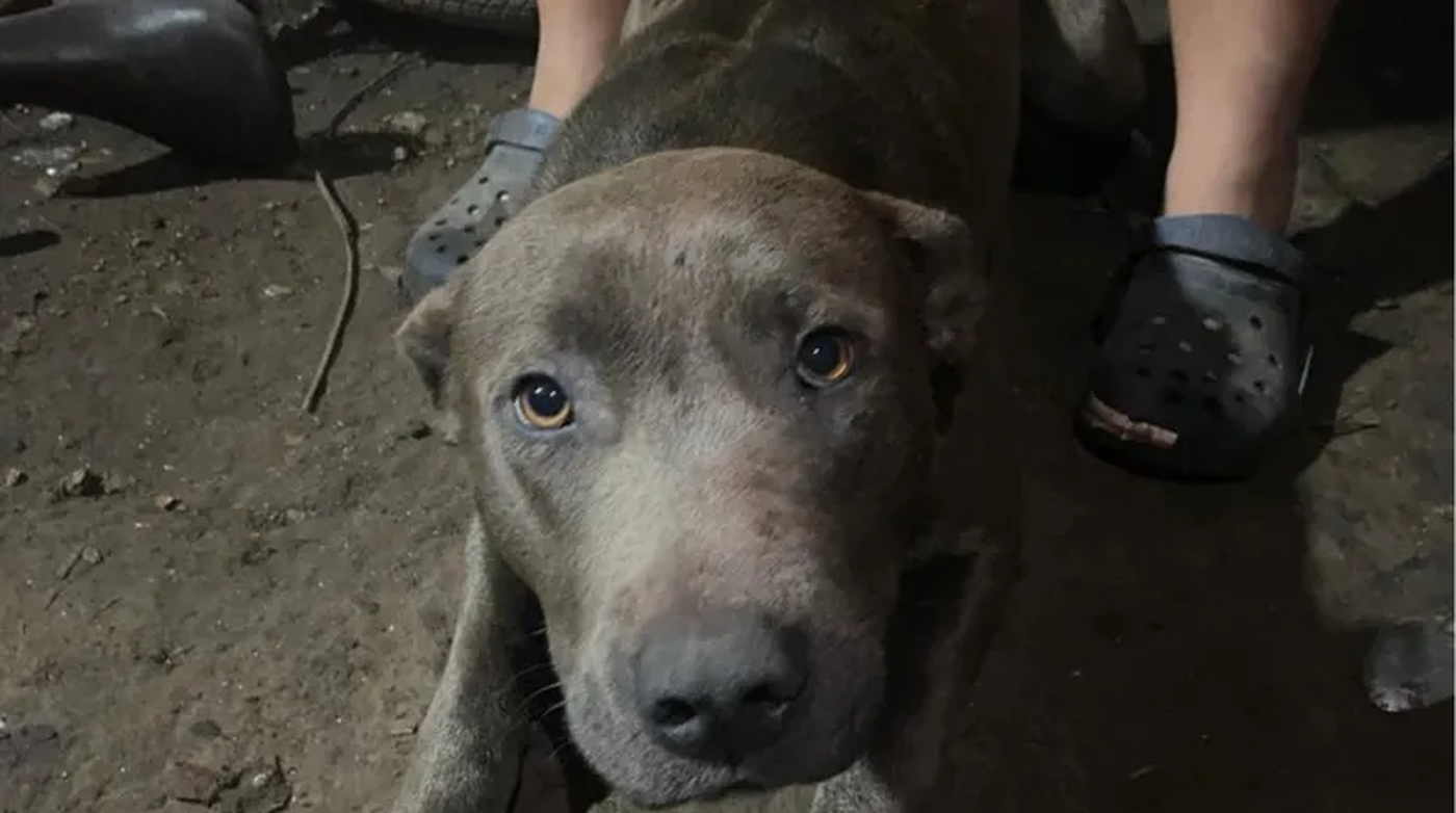 Imputaron a la pareja cuyos perros pitbull atacaron y mataron a un nene de 2 años en un campo de Arturo Seguí