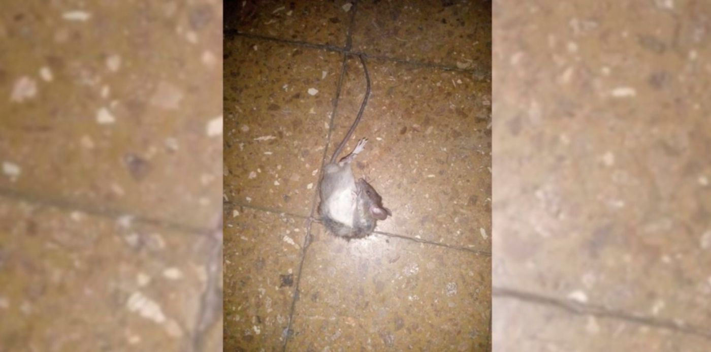 1549988571155.jpg?ow=1500&oh=730&y=0&height=730&scaleY=1&scaleX=1&x=16&width=1460&rotate=0&&cw=1920&ch=950