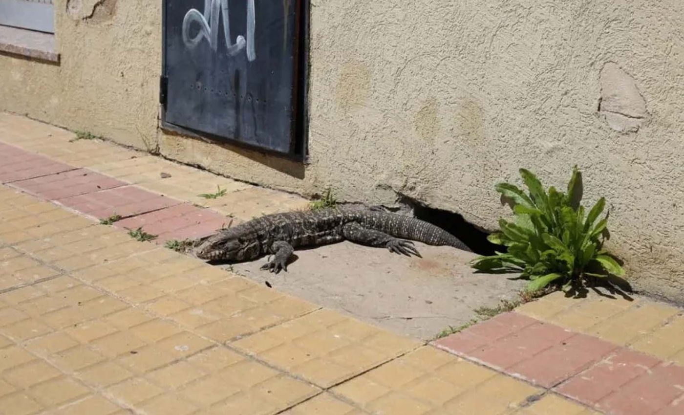 Lagarto en Villa Elvira.jpg