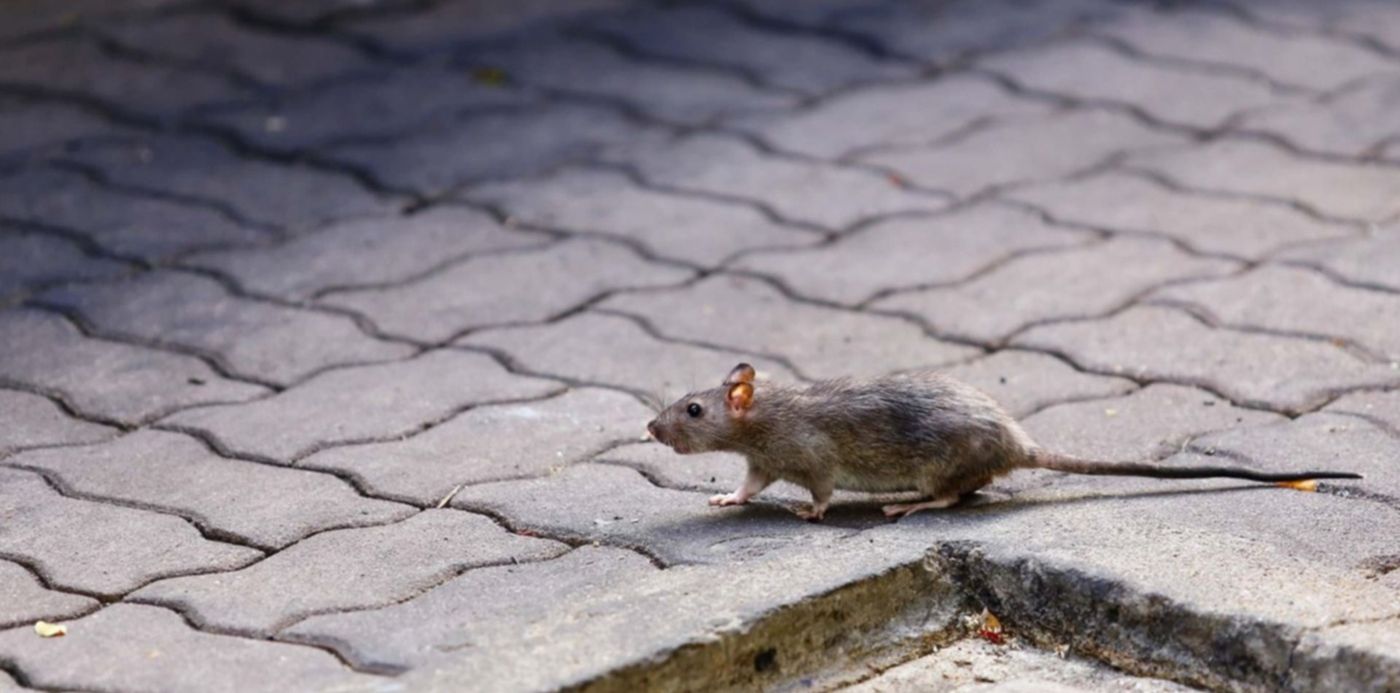 1589974308557.jpg?scaleX=1&oh=844&x=116&height=684&rotate=0&scaleY=1&ow=1500&y=160&width=1369&&cw=1920&ch=950