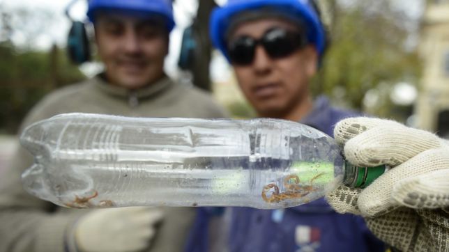 encontraron una familia de alacranes en la restauracion del pasaje dardo rocha