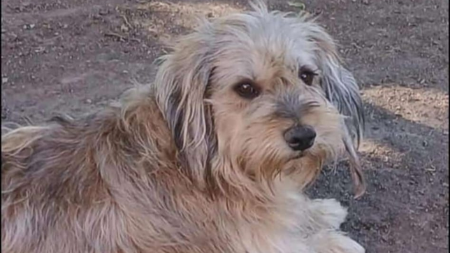 una familia de los hornos busca desesperadamente a su mascota