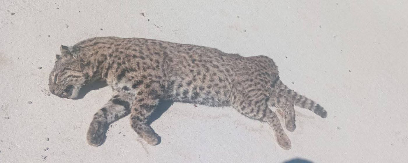 El ejemplar de gato mont&eacute;s atropellado fue hallado en el Camino Rivadavia de Ensenada