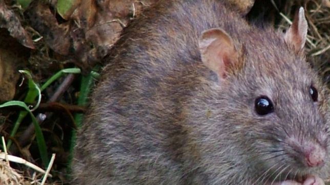 desesperacion de los vecinos de city bell porque las ratas se pasean por las veredas