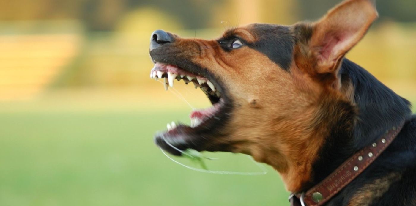 1635704479337.jpg?x=0&y=6&width=1496&height=748&rotate=0&scaleX=1&scaleY=1&ow=1500&oh=997&&cw=1920&ch=950