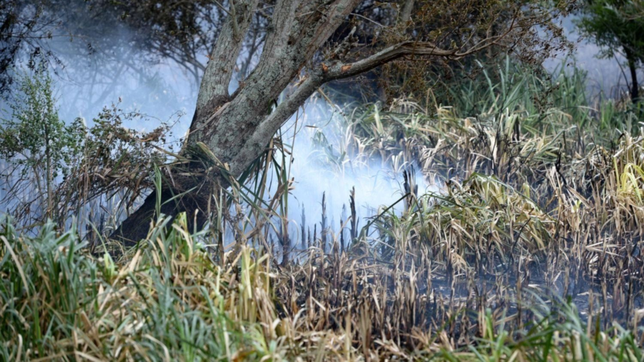 alerta por incendios de pastizales en la plata: los vecinos denuncian que son intencionales