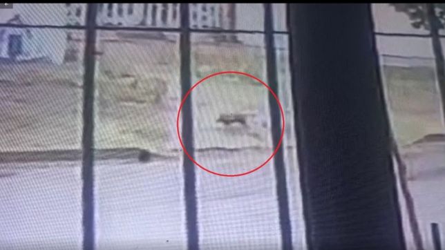 video: misterio por la aparicion de un extrano animal en las calles de la plata