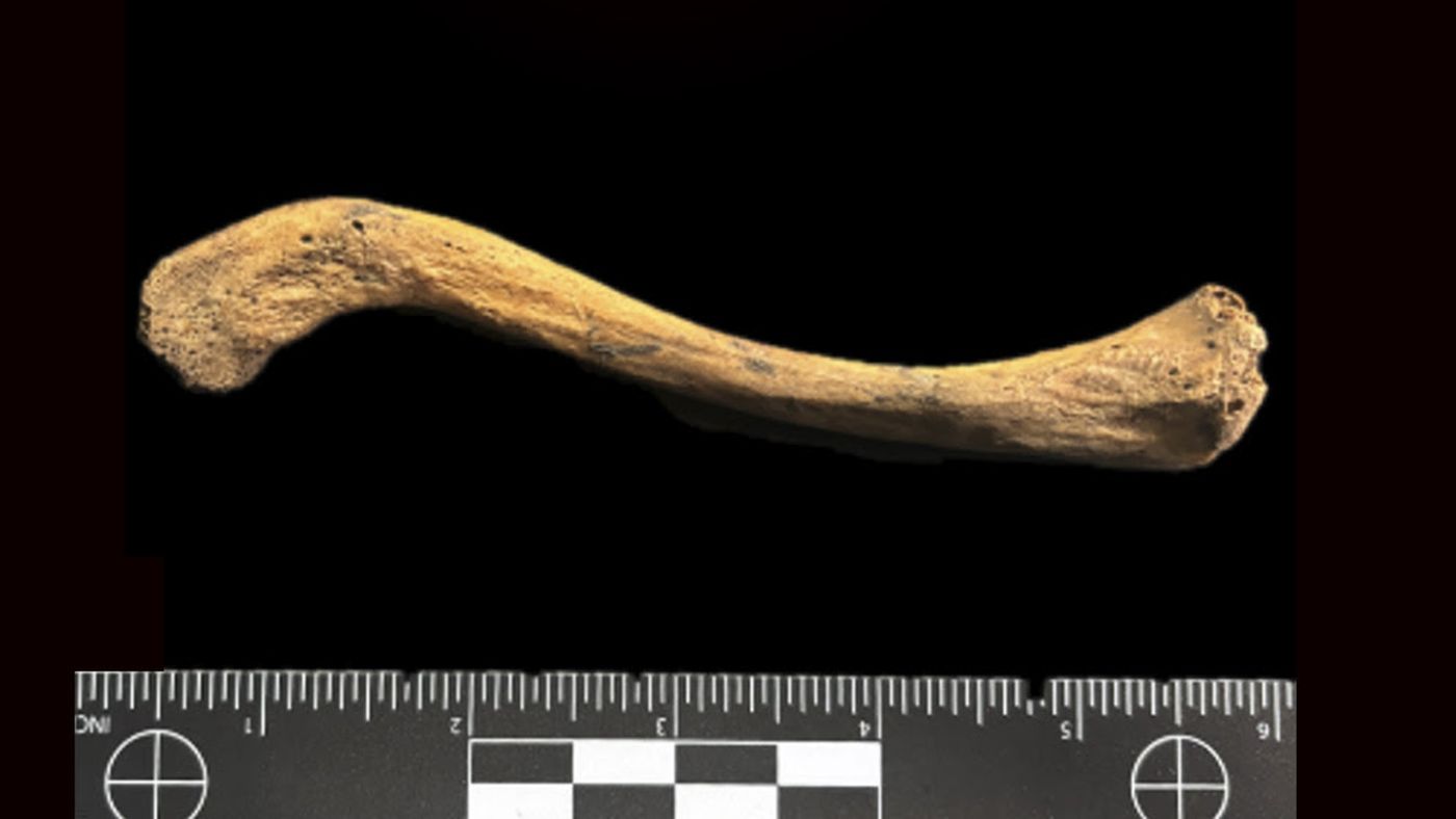  La variante encontrada se separó del resto hace aproximadamente 13.700 años