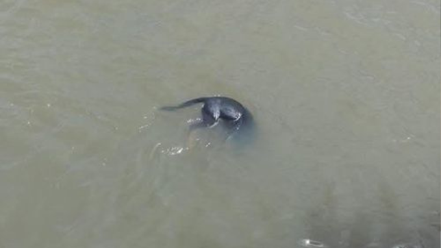 ahogaron a un perro atandole una piedra al cuello y tirandolo al rio de la plata