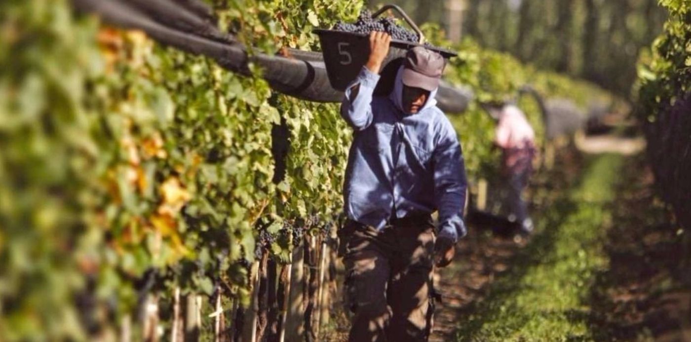 Productor hortícola