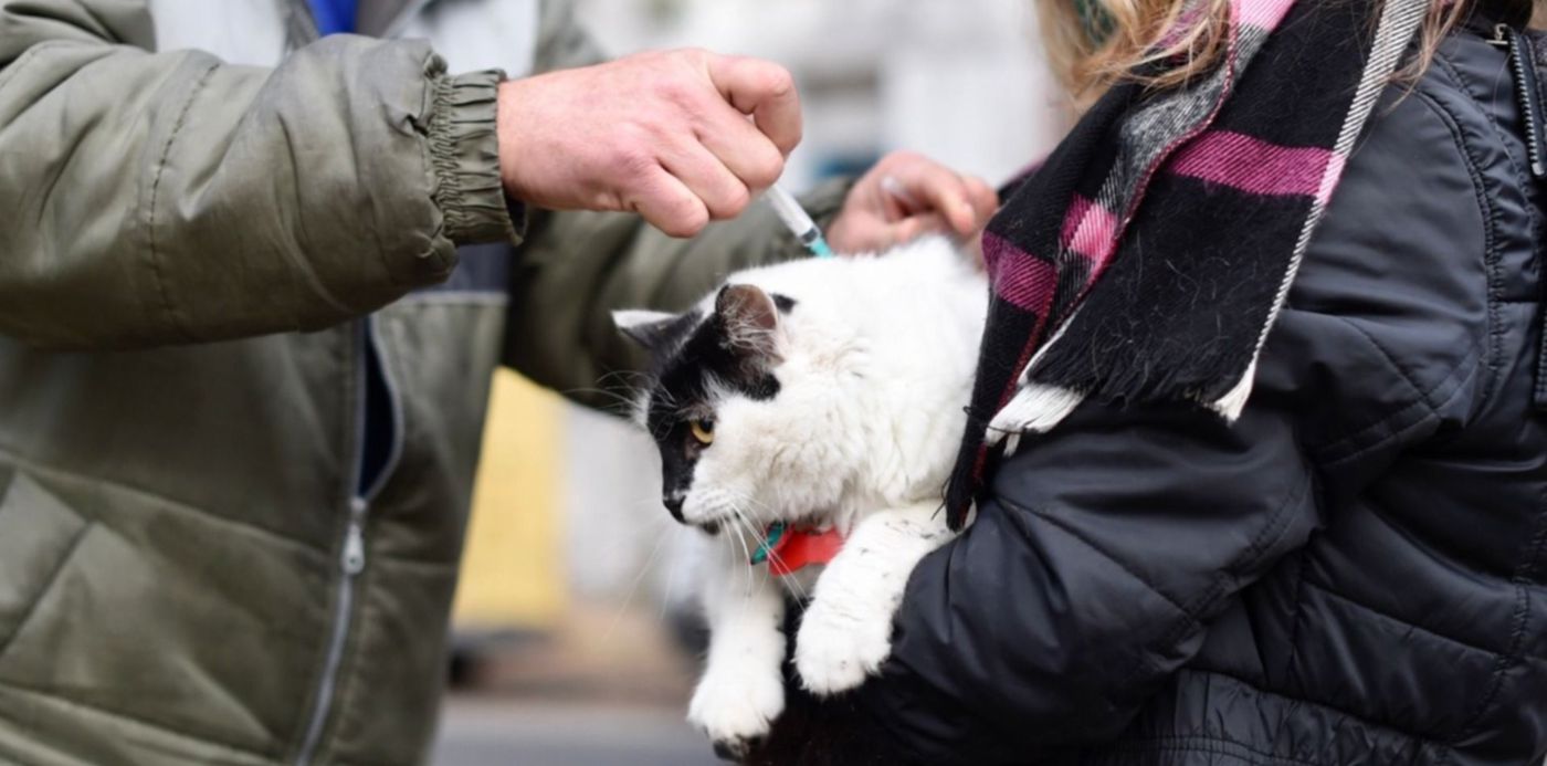 Se recomienda vacunar a las mascotas contra la rabia