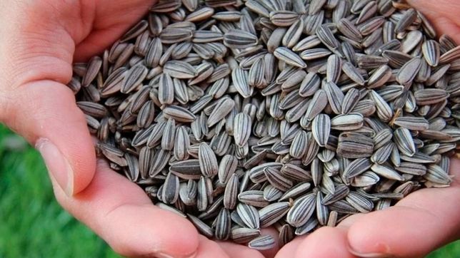 prohibieron la venta y el consumo de unas semillas de girasol y tres snacks